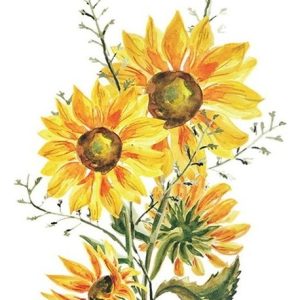 Stiker Girasoles Decoración Muy Lindos!!